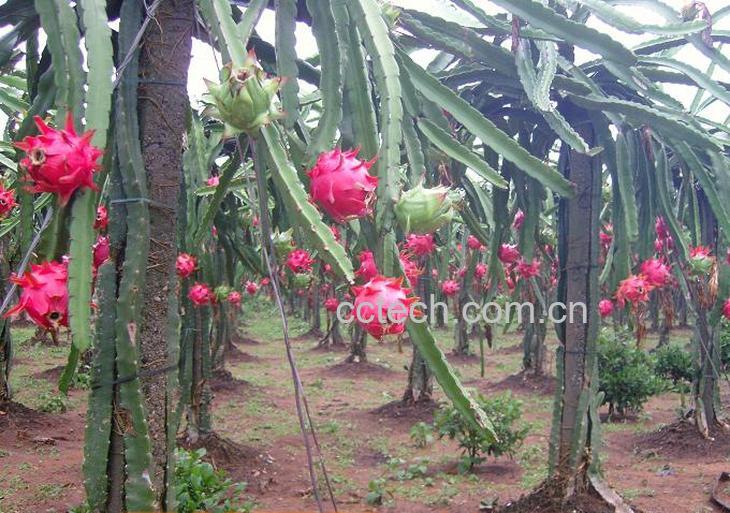 果蔬百科火龙果-0