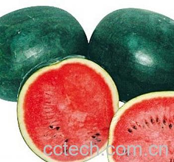 果蔬百科美人瓜-0