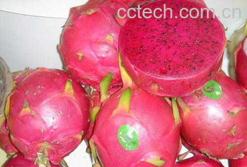 果蔬百科火龙果-0