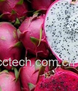 果蔬百科火龙果-0