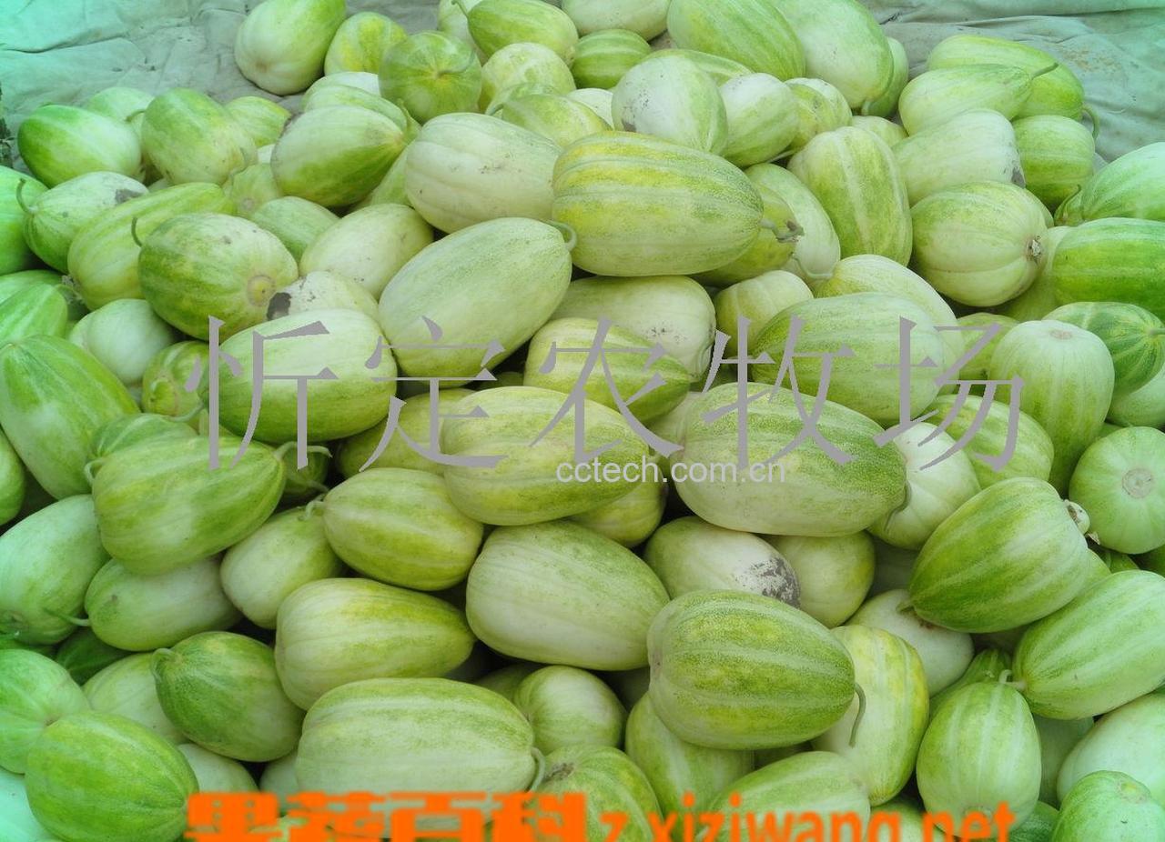 果蔬百科怎样挑选甜瓜-0