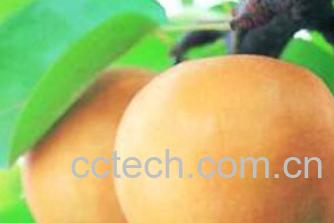 果蔬百科多吃梨有什么好处-3