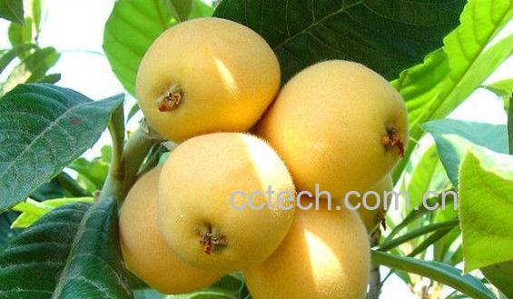 果蔬百科枇杷-0