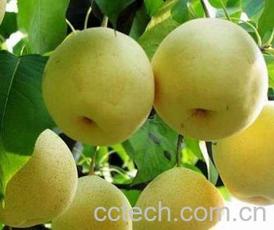 果蔬百科梨-0
