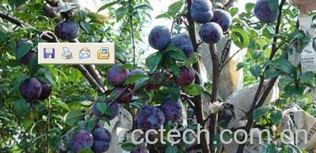 果蔬百科黑布林-0