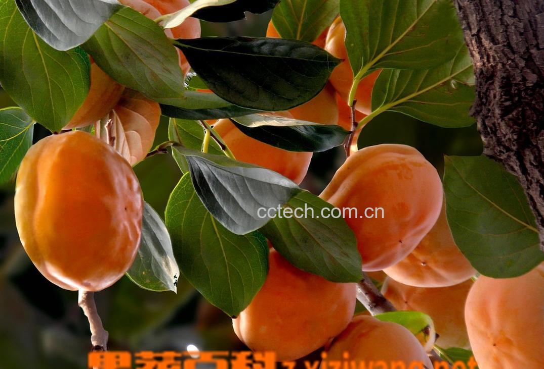 果蔬百科柿子-0