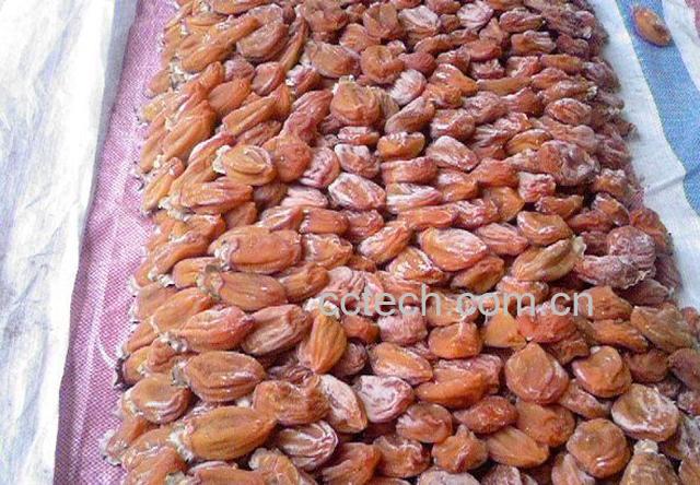 果蔬百科柿子饼-0