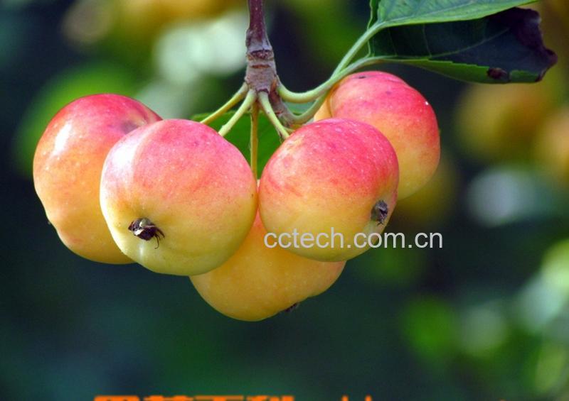 果蔬百科沙果-0