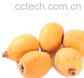 果蔬百科枇杷-0