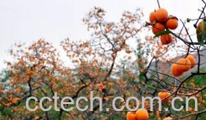 果蔬百科柿子-0