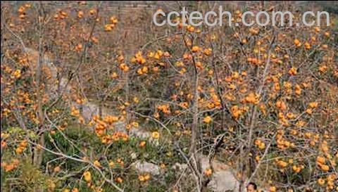 果蔬百科柿子-0