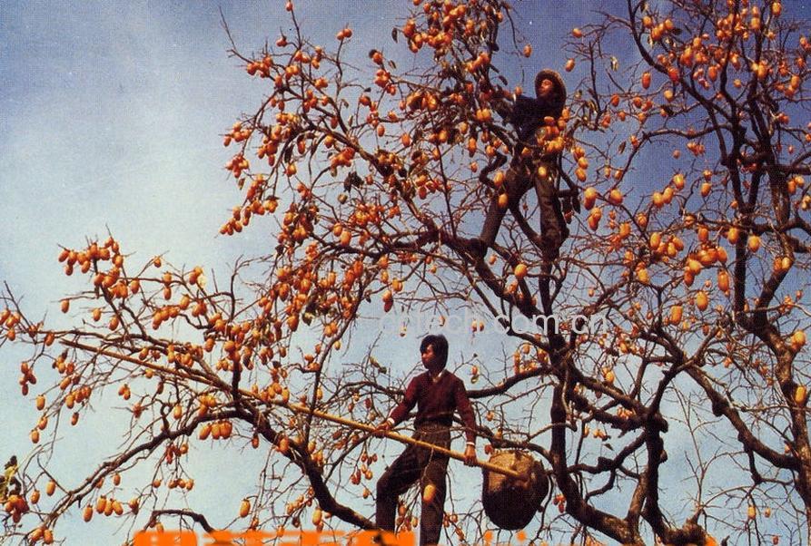 果蔬百科柿子-0