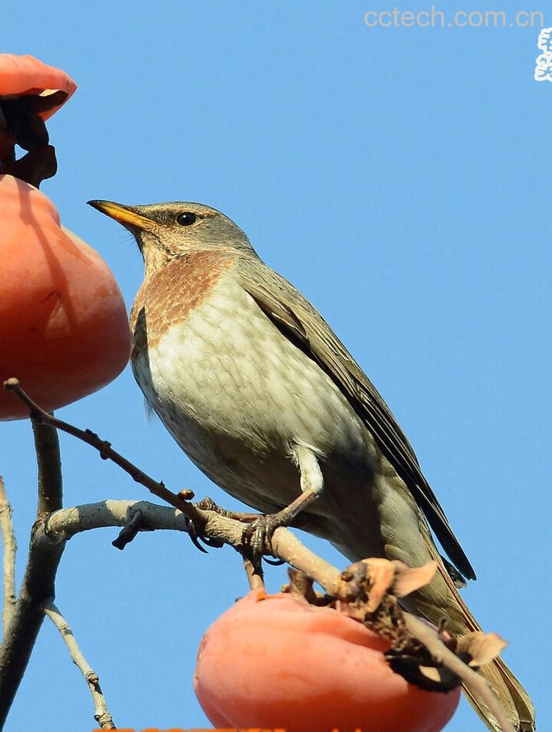 果蔬百科柿子-0