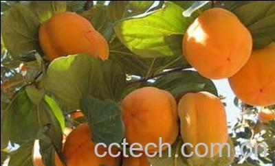 果蔬百科柿子-0