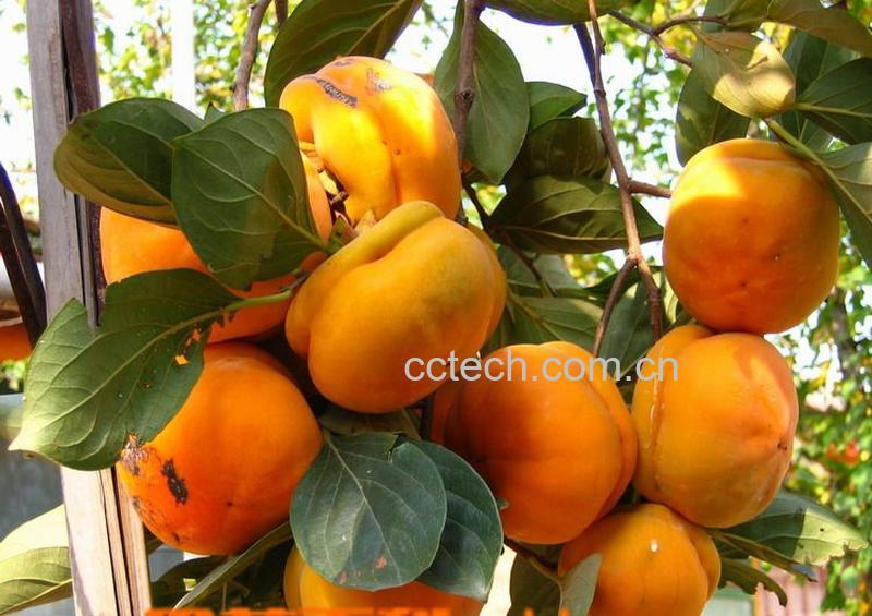 果蔬百科柿子-0