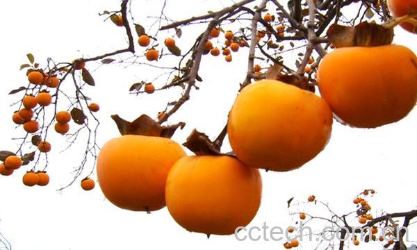 果蔬百科柿子-0