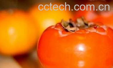 果蔬百科柿子-0