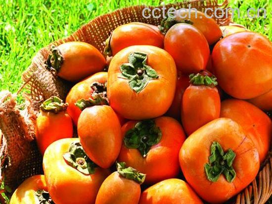 果蔬百科柿子-0