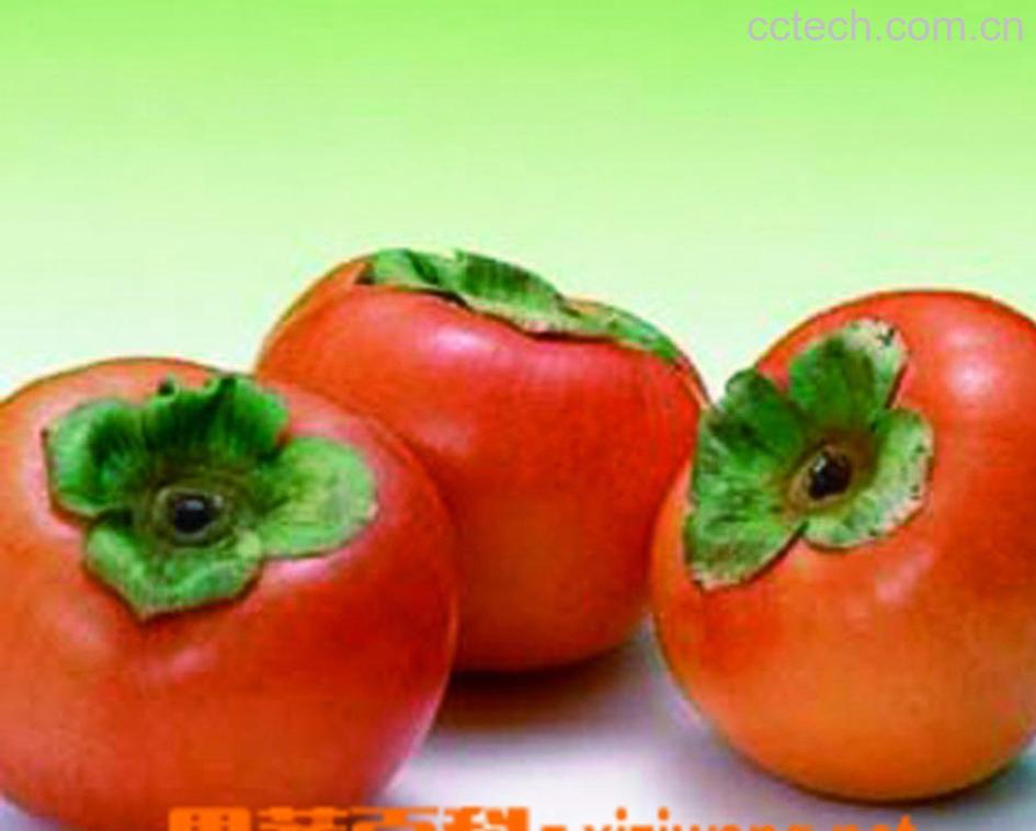 果蔬百科柿子-0