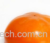 果蔬百科柿子-0