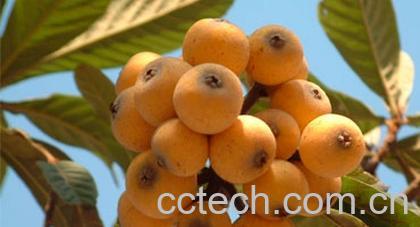 果蔬百科枇杷-0