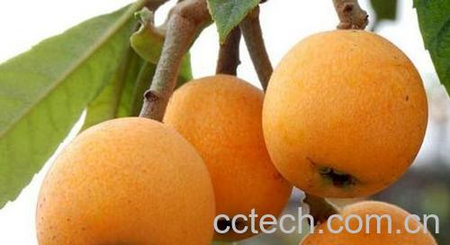 果蔬百科枇杷-0