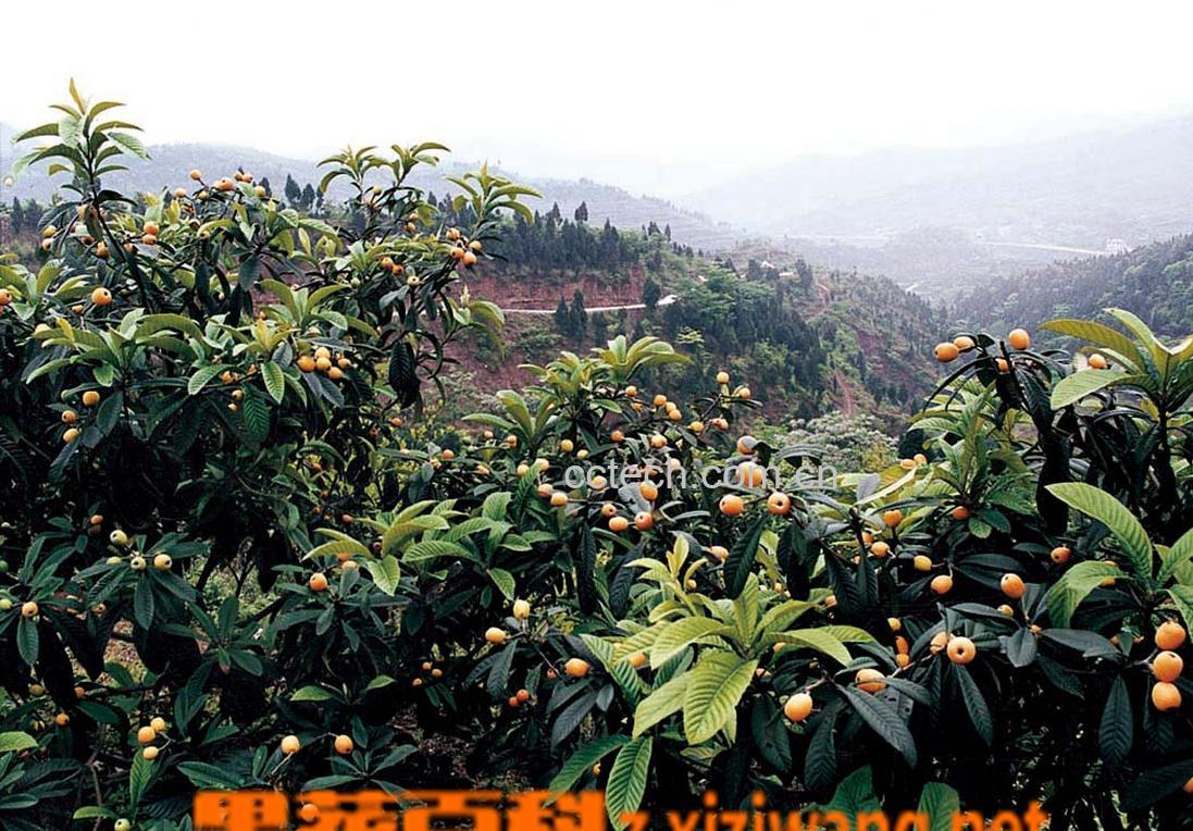 果蔬百科枇杷-0