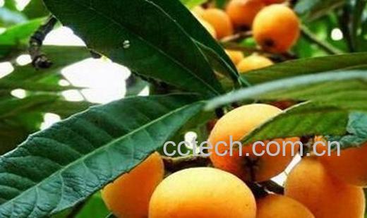 果蔬百科枇杷圣女果-0