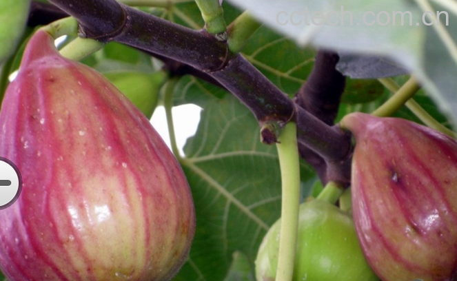 果蔬百科无花果-0