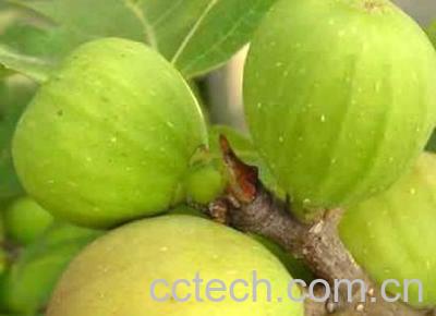 果蔬百科无花果-0