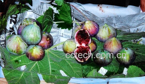 果蔬百科无花果-0