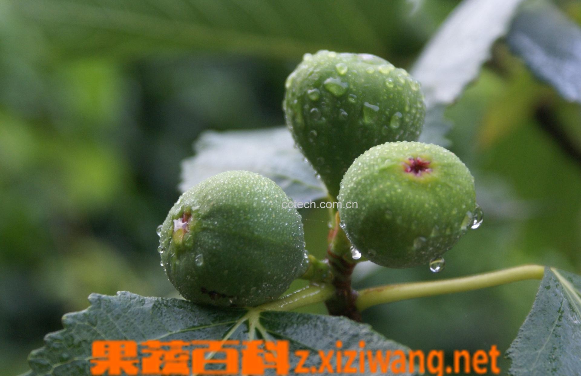 果蔬百科无花果-0