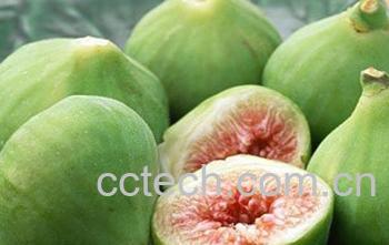 果蔬百科无花果-0