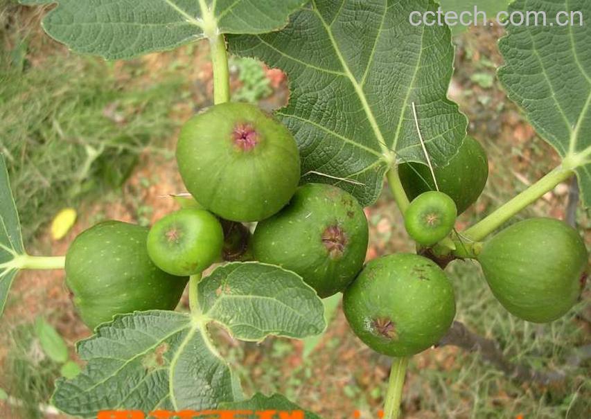 果蔬百科无花果-0