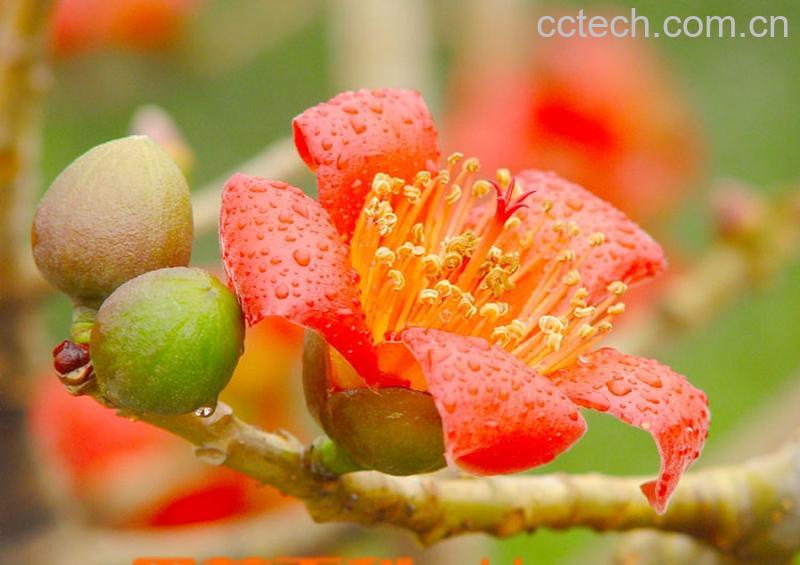 果蔬百科无花果-0