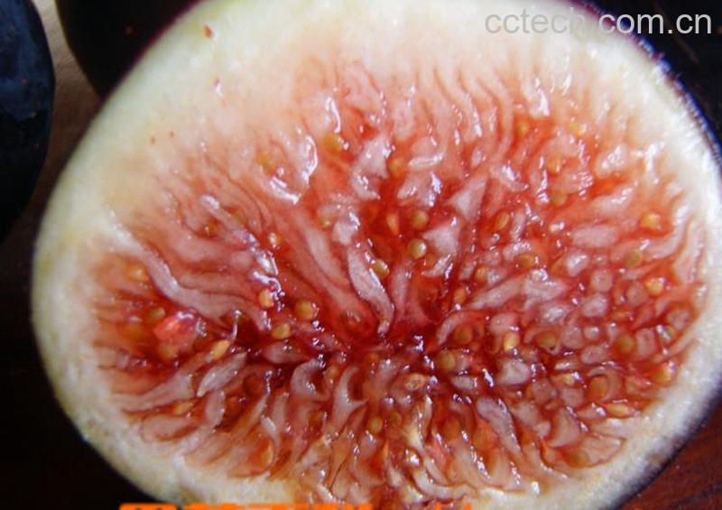 果蔬百科无花果-0