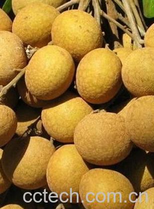 果蔬百科美味桂圆的营养价值-0