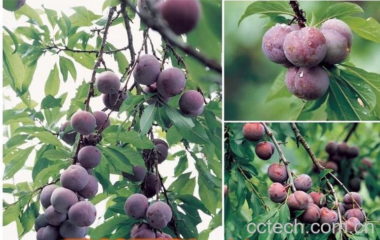 果蔬百科黑布林-0