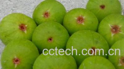 果蔬百科无花果-0