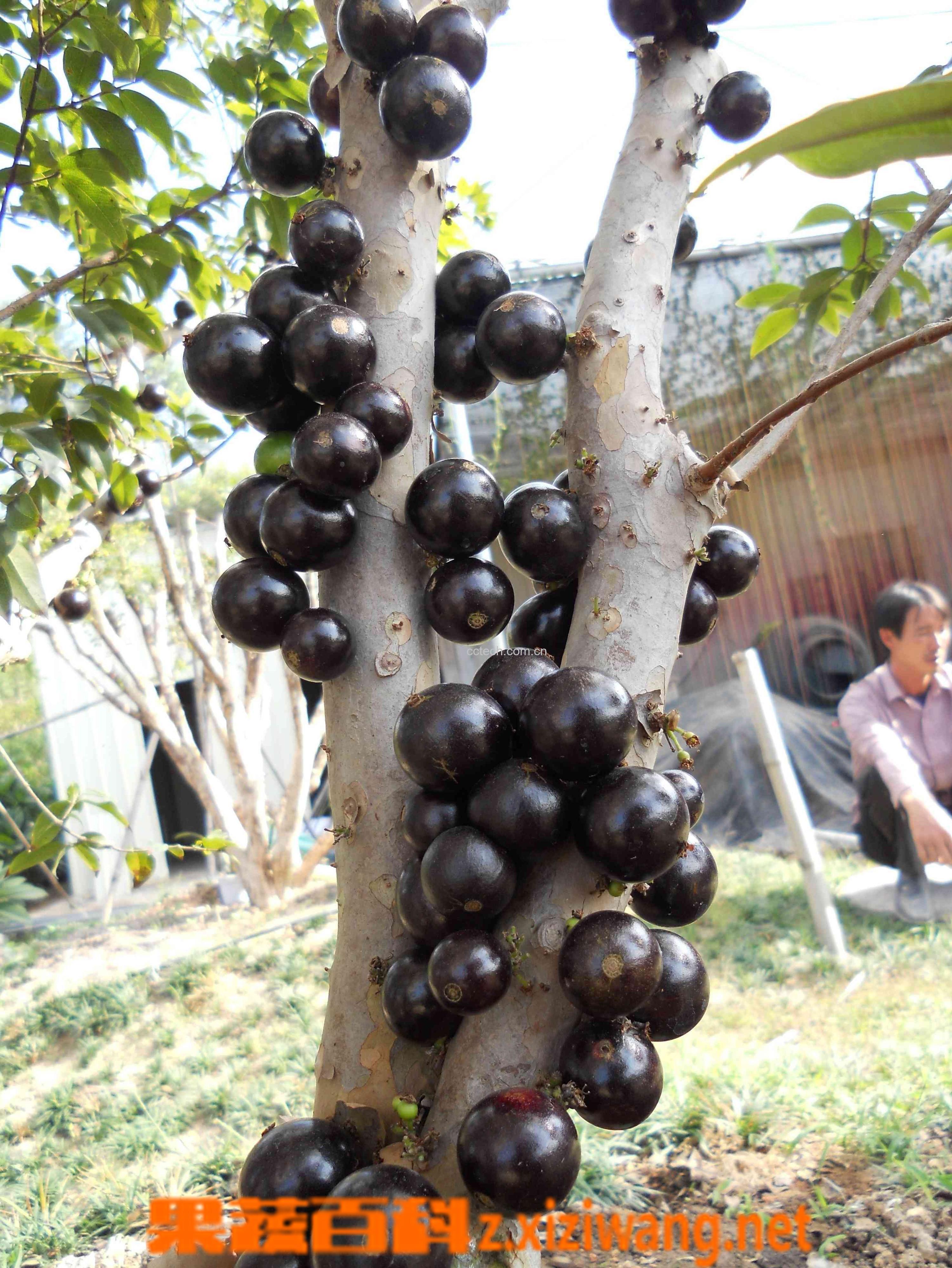 果蔬百科山竹-0