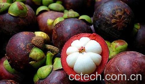 果蔬百科山竹-0