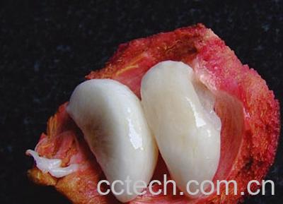 果蔬百科山竹皮-0