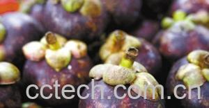 果蔬百科山竹-0