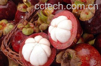 果蔬百科山竹-0