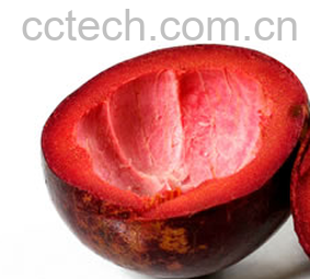 果蔬百科山竹皮-0