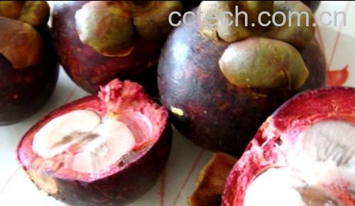 果蔬百科山竹-0