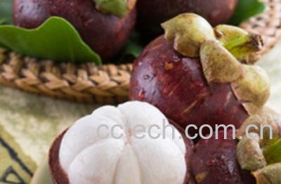 果蔬百科山竹-0