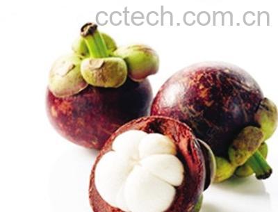 果蔬百科山竹-0