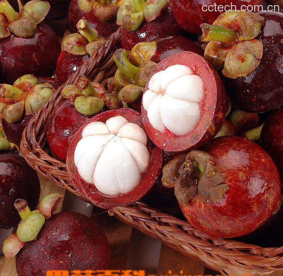 果蔬百科山竹-0