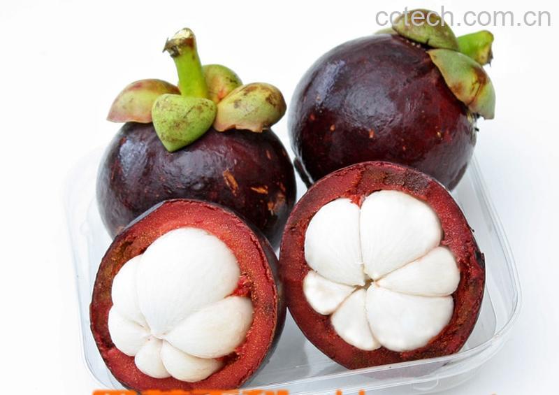 果蔬百科山竹-0